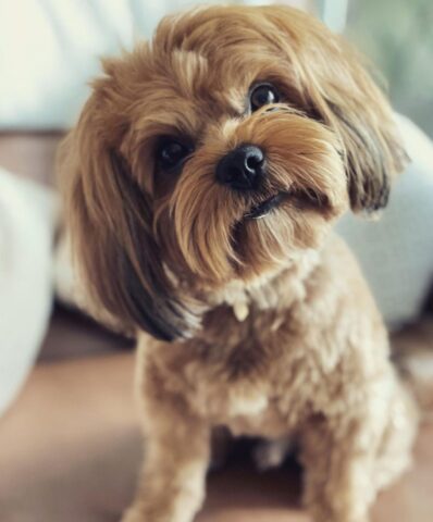 Pepe, il cagnolino Bolonka più socievole del mondo: fa amicizia proprio con tutti! (VIDEO)