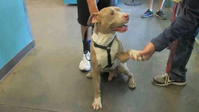 Pitbull leale stringe la mano al proprietario mentre viene lasciato al rifugio