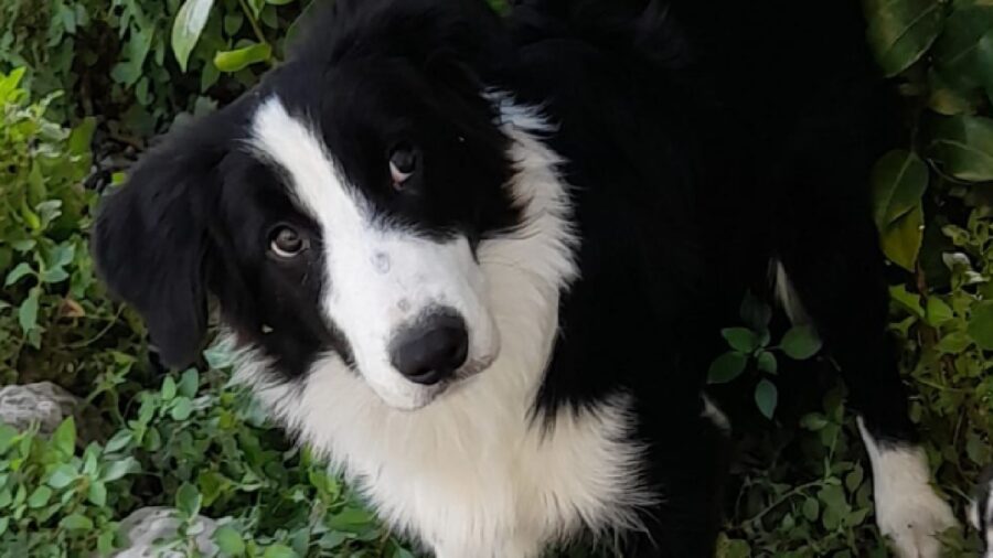 cane rock border collie pelo lungo