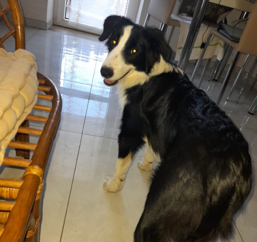 cagnolino cammina dentro casa