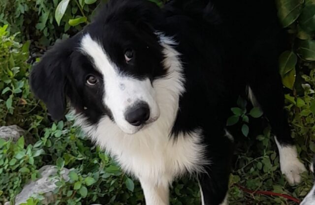 Poggiomarino, Border Collie di 6 mesi si perde, famiglia offre ricompensa per chiunque ritroverà il cane Rock