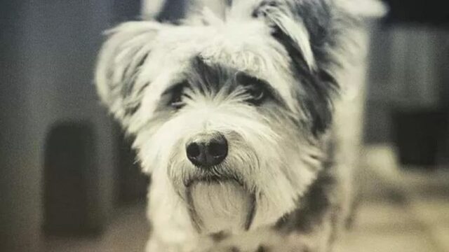 Polpetta, morto il cane da PET therapy per