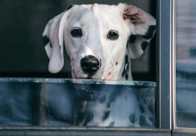 5 prodotti di bellezza per il cane Dalmata, per una vita de re e regina