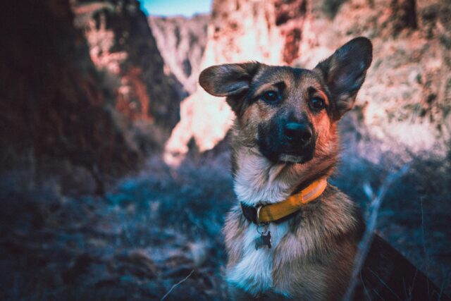 5 prodotti di bellezza per il Pastore Tedesco, per un cane impeccabile