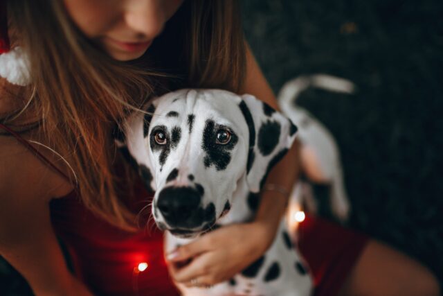 5 prodotti per la cura del cane Dalmata, per un pelo da divo