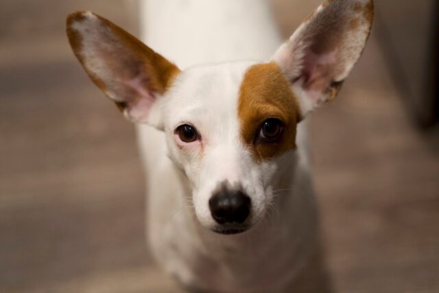 5 prodotti per prendersi cura del Jack Russell, per coccolarlo e amarlo