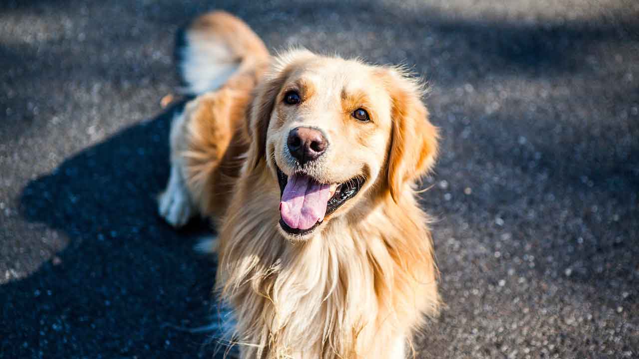 Golden Retriever