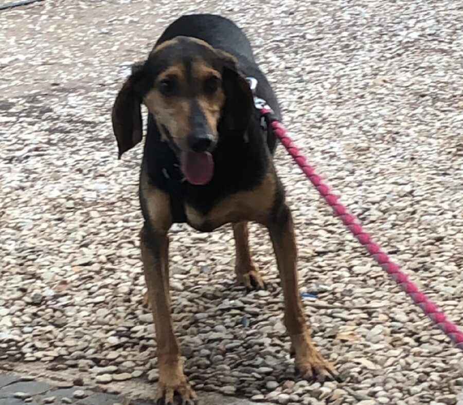 cagnolina segugio italiano guinzaglio