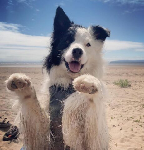 roman cane in spiaggia