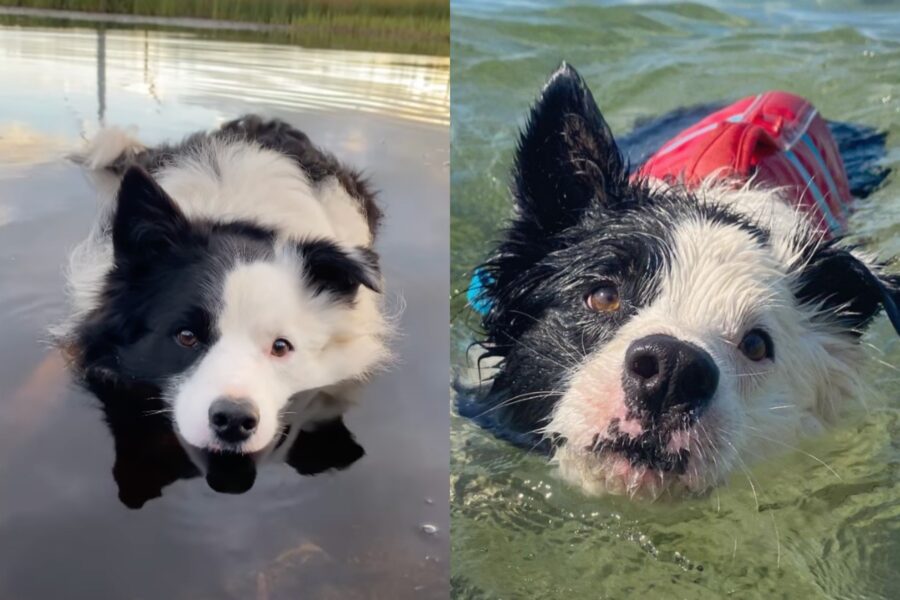 Roman il Border Collie