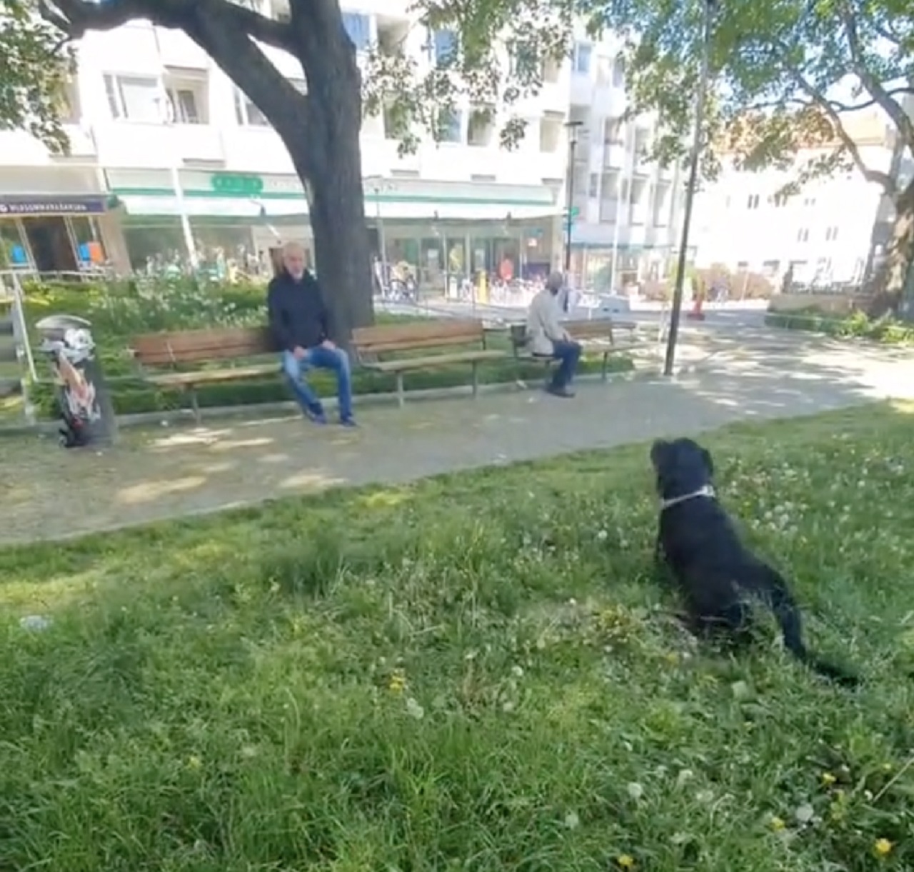 cane al parco