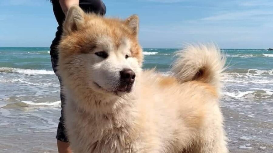 cane alaskan malamute al mare