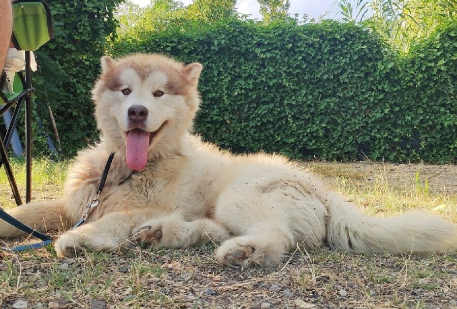 cane con collare e guinzaglio