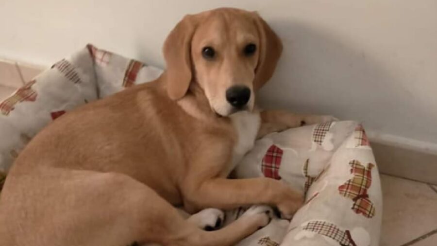 cagnolina meticcia pelo beige