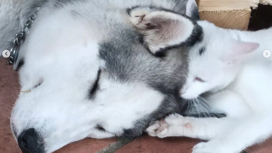 cane siberian husky innamorato del gatto