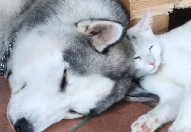 Siberian Husky innamorato del suo amico gatto, foto da copertina