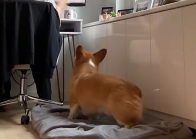 Il simpatico cagnolino cerca attenzioni lanciando oggetti alla sua padrona (VIDEO)