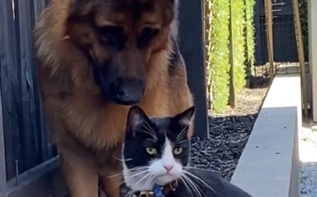 Il simpatico cagnolone ama stare con il suo amico gatto ma lui lo respinge continuamente (VIDEO)