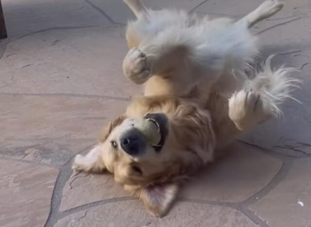 Il simpatico cagnolone gioca con la sua pallina da tennis e la guarda come fosse una reliquia (VIDEO)