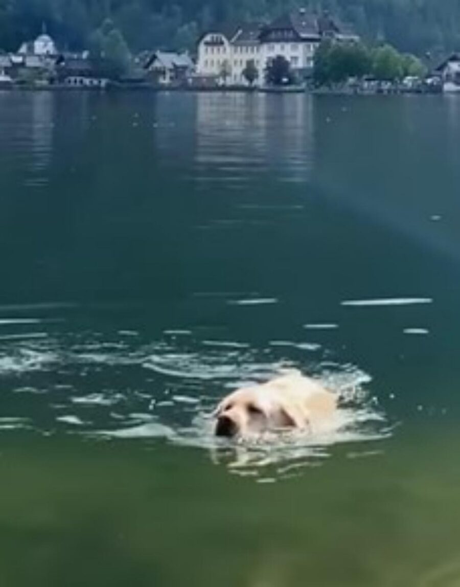 cane nel lago