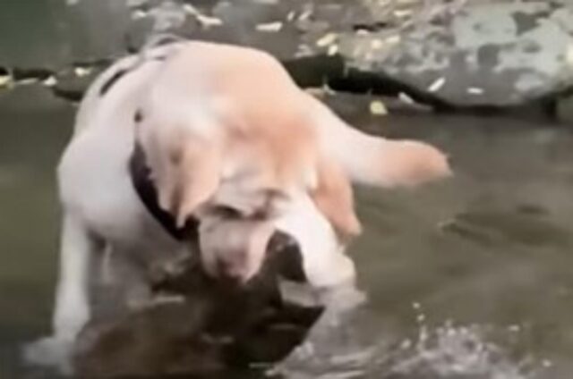 Il simpatico cane si rivela un abilissimo nuotatore e sorprende la sua padrona durante una gita al lago (VIDEO)