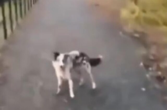 Il simpatico cane mostra a tutti le sue grandi abilità nel salto (VIDEO)