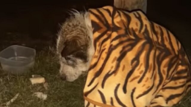 Souki, il cane picchiato selvaggiamente viene finalmente salvato: chissà quanto ha sofferto nella sua vita