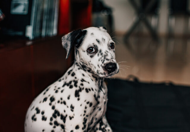 5 spazzole per il cane Dalmata, per un mantello lucido e curato