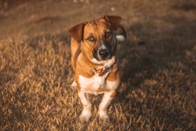 5 spazzole per il cane Jack Russell, per un mantello impeccabile