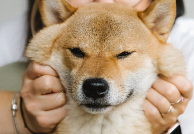 5 spazzole per il cane Shiba Inu, per curare al meglio un mantello bellissimo