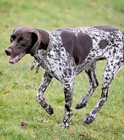 Cane con una macchia a forma di cuore: conosciamo insieme Splodge