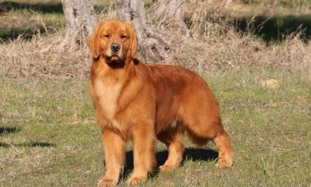 Staggia Senese, Golden Retriever di 2 anni sparisce nel nulla, ritrovare Jeff è l’obiettivo