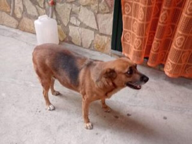 Cane di quartiere morto a Palermo