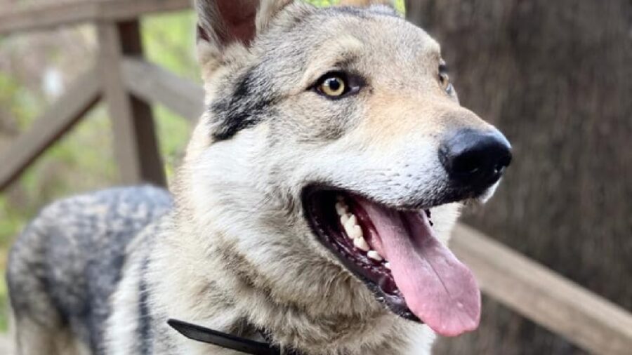 cane da lupo cecoslovacco pelo grigio chiaro