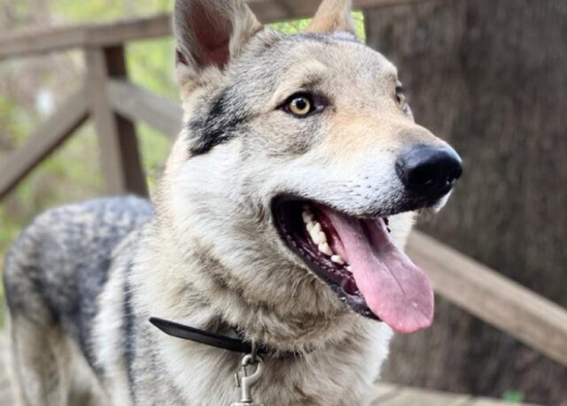 Termoli, ancora nessuna traccia di Aron, il cane Lupo Cecoslovacco risulta disperso