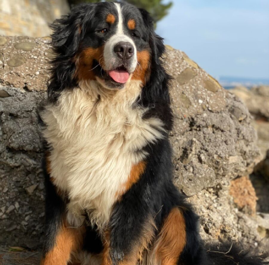 cane pelo tricolore folto