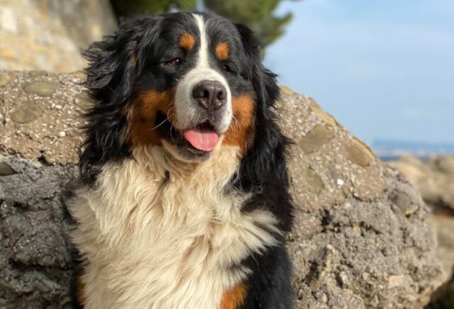 Trieste, Silver, un cane Bovaro del Bernese, si è perso, aiutiamo la famiglia a rintracciarlo