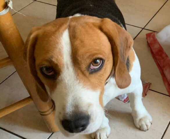 beagle di 7 anni scomparso