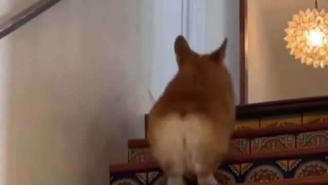 Scopriamo i 3 modi in cui un cane Welsh Corgi Pembroke sale le scale (VIDEO)