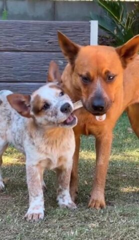 Cane sordo adottato: ora ha un amico speciale (VIDEO)