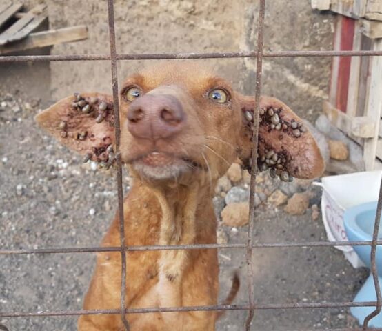 Bloccato sotto il sole cocente, infestato dalle zecche e senz’acqua: per fortuna l’incubo di questo cane è finito