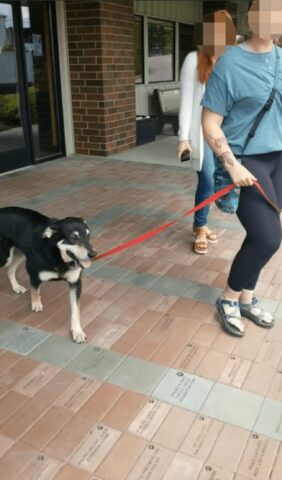 Bowie, il cane che ha trovato casa dopo anni al rifugio, ha ricevuto una festa di addio