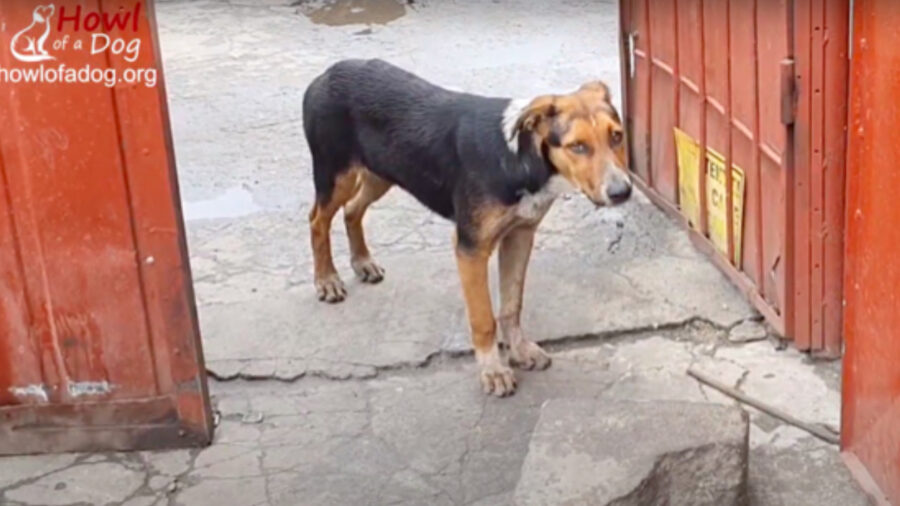 Cagnolina al cancello chiede aiuto