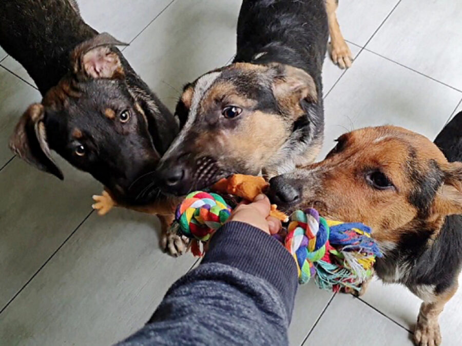 Cagnolina al cancello chiede aiuto