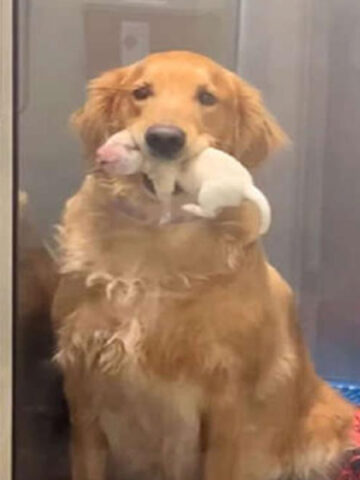 La cagnolina si emoziona per la nascita dei suoi piccoli e li presenta orgogliosa ai suoi padroni