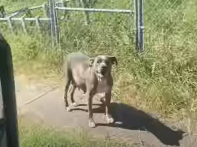 Soccorritori salvano una mamma con i suoi due cuccioli che lottavano per sopravvivere