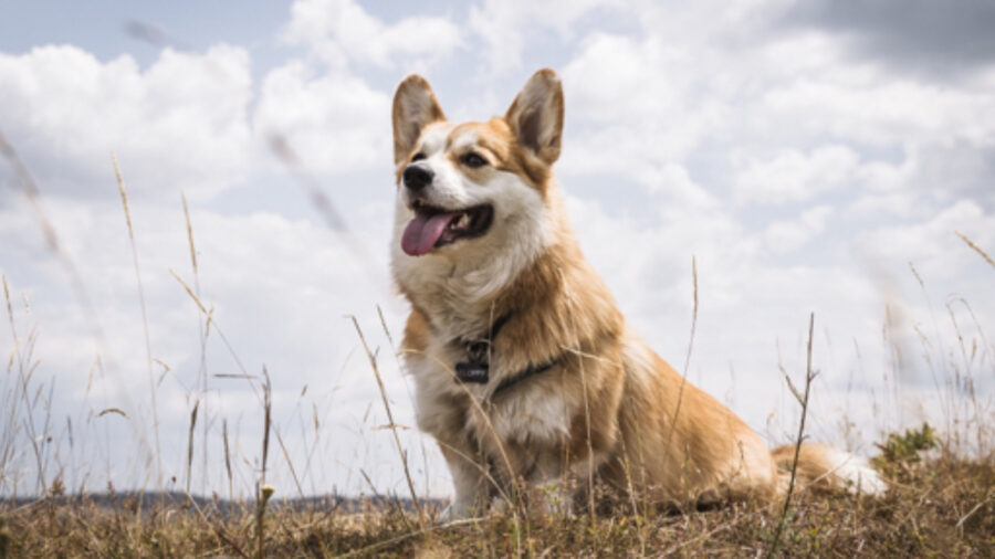 Corgi ricollocato e il padrone chiede su Reddit un’ opinione