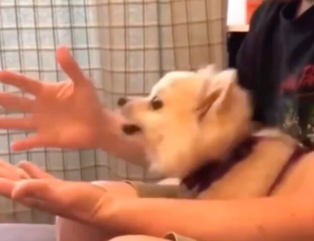 Cagnolino ringhia per non aver capito il trucco di magia eseguito dal padrone (VIDEO)