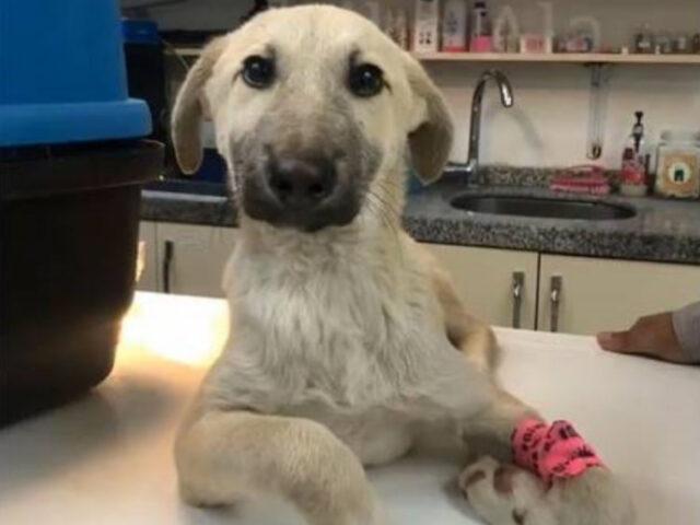 Salvano un povero cagnolino che vagava per strada con delle “strane zampe” e senza speranza
