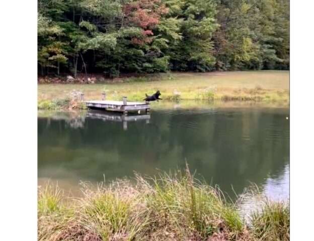 Cagnolone si tuffa in un lago per prendere il suo simpatico giocattolo